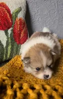 Otis, a male Pomeranian for sale in Centralia, IL – 3 of 10