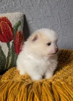 Henri, a male Pomeranian for sale in Centralia, IL – 3 of 10