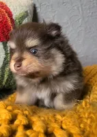 Milton, a male Pomeranian for sale in Centralia, IL – 3 of 10
