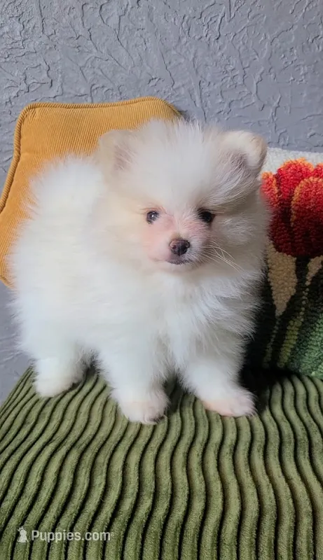 Henri – Pomeranian puppy for sale in Centralia, IL