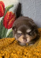 Milton, a male Pomeranian for sale in Centralia, IL – 2 of 10