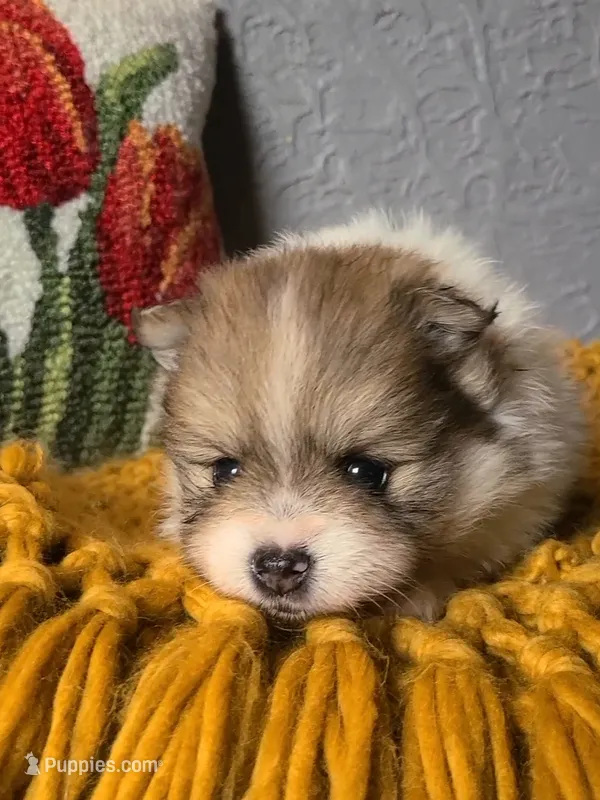 Otis – Pomeranian puppy for sale in Centralia, IL