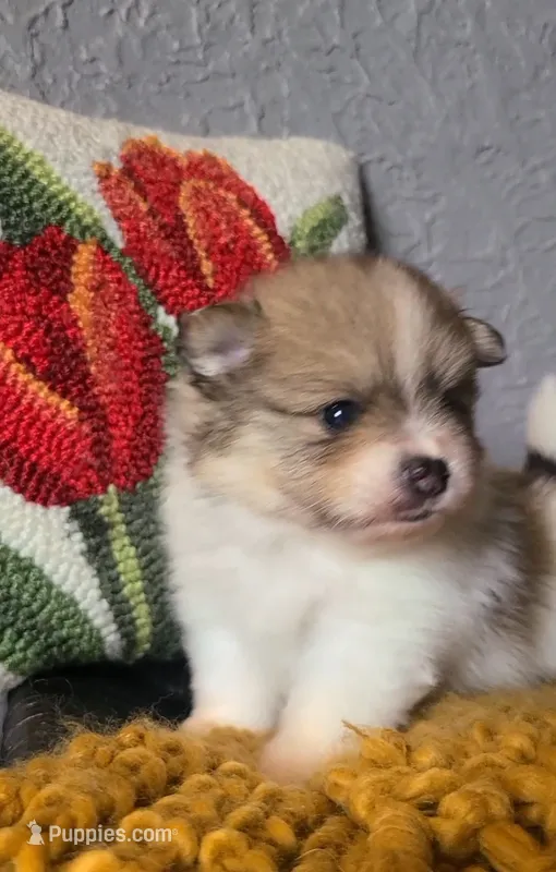 Otis – Pomeranian puppy for sale in Centralia, IL