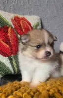 Otis, a male Pomeranian for sale in Centralia, IL – 1 of 10