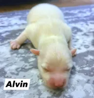 Alvin, a male Pomeranian for sale in Centralia, IL – Photo 10 of 10