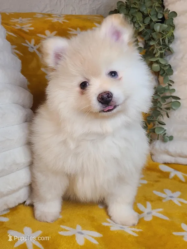 Alvin – Pomeranian puppy for sale in Centralia, IL