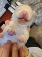 Alvin, a male Pomeranian for sale in Centralia, IL – Photo 8 of 10