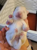 Alvin, a male Pomeranian for sale in Centralia, IL – Photo 7 of 10