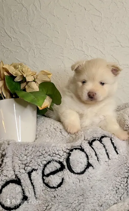 Alvin – Pomeranian puppy for sale in Centralia, IL