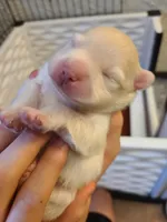 Alvin, a male Pomeranian for sale in Centralia, IL – Photo 6 of 10