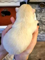 Alvin, a male Pomeranian for sale in Centralia, IL – Photo 9 of 10