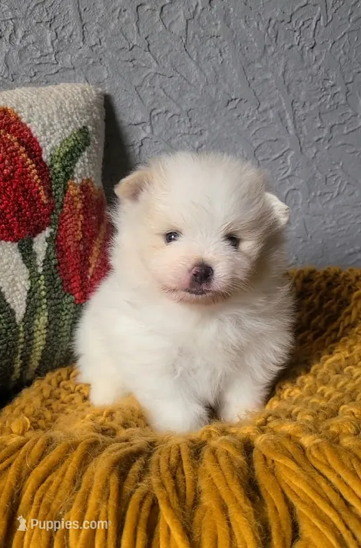Henri – Pomeranian puppy for sale in Centralia, IL