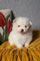 Henri, a male Pomeranian for sale in Centralia, IL – 1 of 10