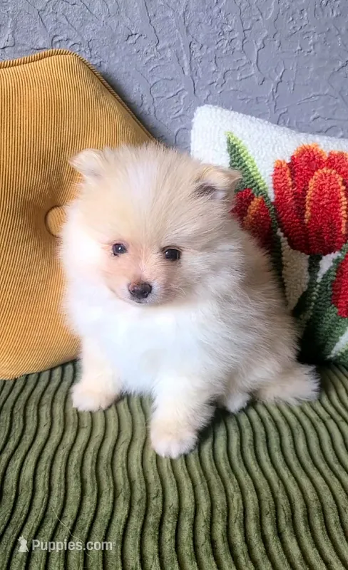 Rudy – Pomeranian puppy for sale in Centralia, IL