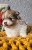 Otis, a male Pomeranian for sale in Centralia, IL – 4 of 10