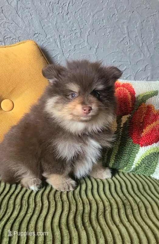 Milton – Pomeranian puppy on hold in Centralia, IL