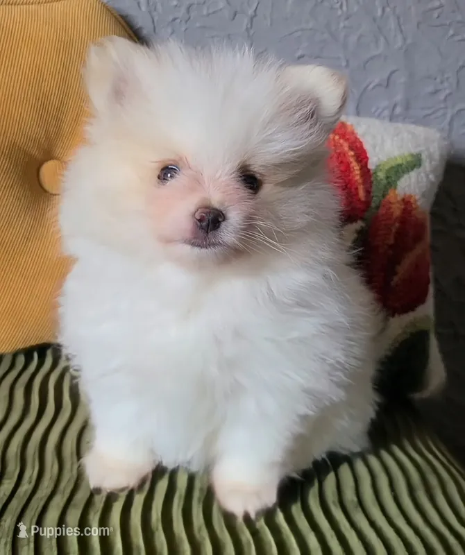 Henri – Pomeranian puppy for sale in Centralia, IL