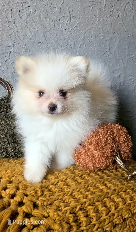 Henri – Pomeranian puppy for sale in Centralia, IL