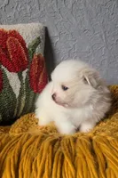 Henri, a male Pomeranian for sale in Centralia, IL – 4 of 10