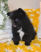 Simon, a male Pomeranian for sale in Centralia, IL – 2 of 10