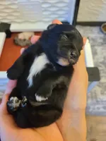 Simon, a male Pomeranian for sale in Centralia, IL – Photo 8 of 10