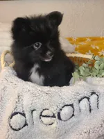 Simon, a male Pomeranian for sale in Centralia, IL – 4 of 10
