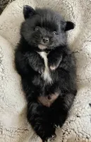 Simon, a male Pomeranian for sale in Centralia, IL – Photo 6 of 10