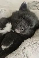 Simon, a male Pomeranian for sale in Centralia, IL – Photo 3 of 10