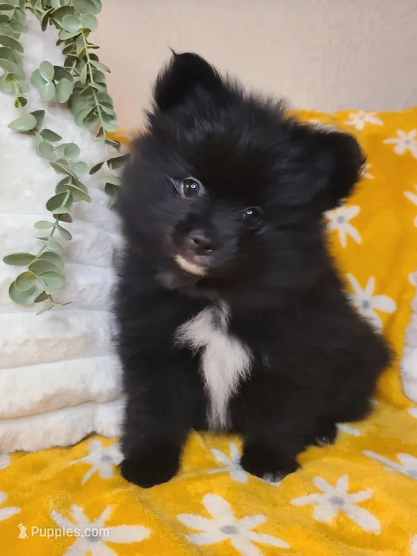 Simon – Pomeranian puppy for sale in Centralia, IL