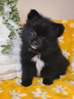 Simon, a male Pomeranian for sale in Centralia, IL – 1 of 10