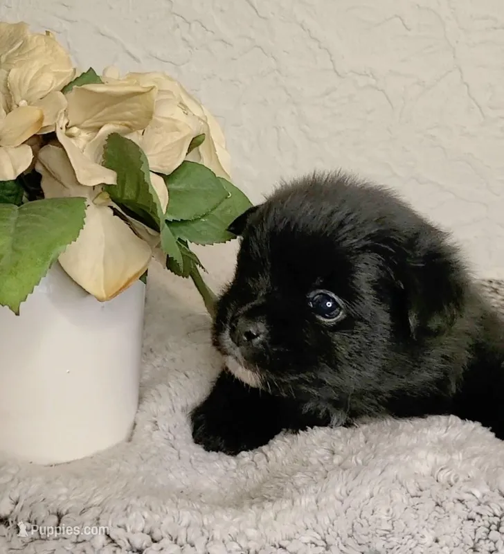 Simon – Pomeranian puppy for sale in Centralia, IL