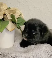 Simon, a male Pomeranian for sale in Centralia, IL – Photo 1 of 10