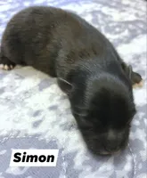 Simon, a male Pomeranian for sale in Centralia, IL – Photo 10 of 10