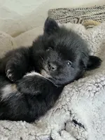 Simon, a male Pomeranian for sale in Centralia, IL – Photo 2 of 10