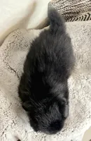 Simon, a male Pomeranian for sale in Centralia, IL – Photo 7 of 10