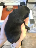 Simon, a male Pomeranian for sale in Centralia, IL – Photo 9 of 10