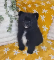 Simon, a male Pomeranian for sale in Centralia, IL – 3 of 10
