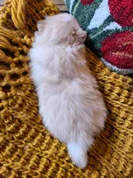 Rudy, a male Pomeranian for sale in Centralia, IL – 5 of 9