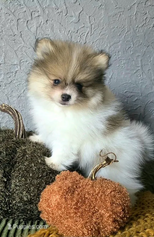 Otis – Pomeranian puppy for sale in Centralia, IL
