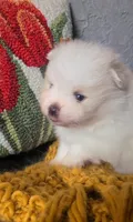 Henri, a male Pomeranian for sale in Centralia, IL – 5 of 10