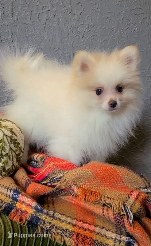 Henri – Pomeranian puppy for sale in Centralia, IL