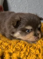 Milton, a male Pomeranian for sale in Centralia, IL – 6 of 10