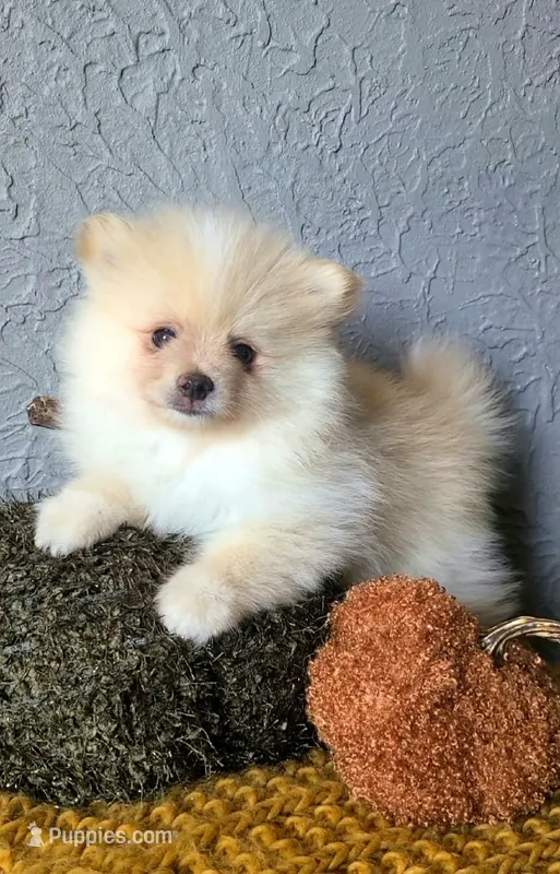 Rudy – Pomeranian puppy for sale in Centralia, IL