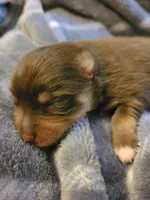 Milton, a male Pomeranian for sale in Centralia, IL – 10 of 10