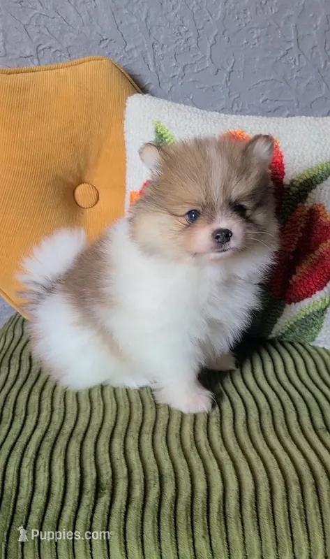 Otis – Pomeranian puppy for sale in Centralia, IL