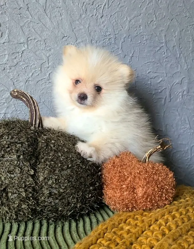 Rudy – Pomeranian puppy for sale in Centralia, IL