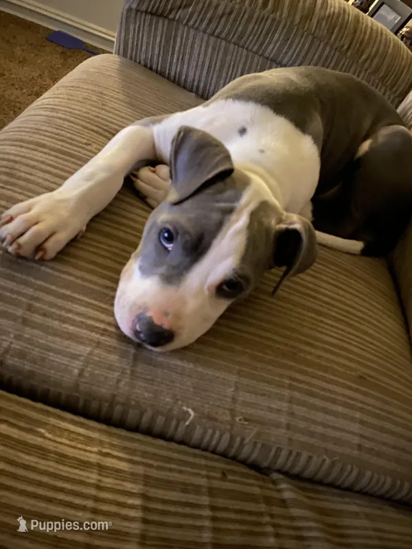 Tony – American Pit Bull Terrier puppy for sale in Tulsa, OK