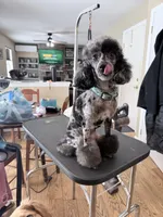 Expected litter, a  Cockapoo for sale in Clarks Summit, PA – Photo 5 of 6