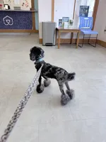 Expected litter, a  Cockapoo for sale in Clarks Summit, PA – Photo 4 of 6