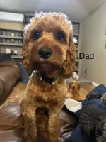 Expected litter, a  Cockapoo for sale in Clarks Summit, PA – Photo 1 of 6